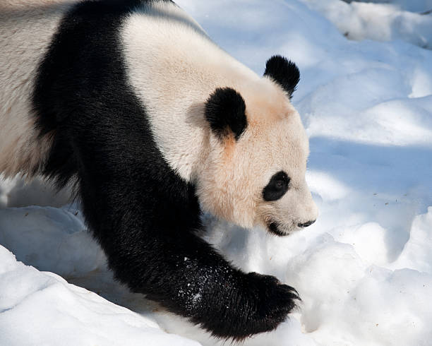 Panda in the snow stock photo