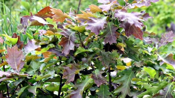 istock Burgundy Tinged Oak Leaves 978561808