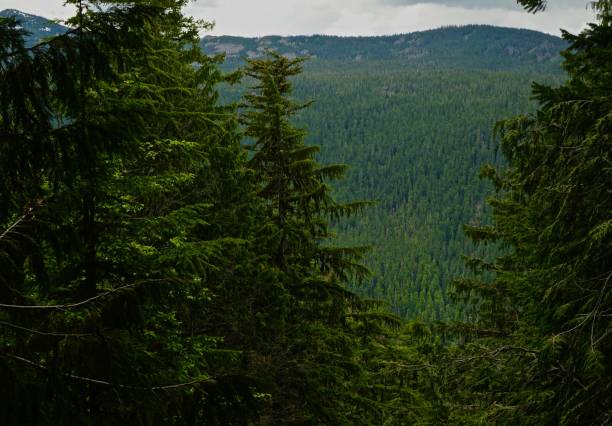 istock North Breitenbush Wild Green Canyon 978562702