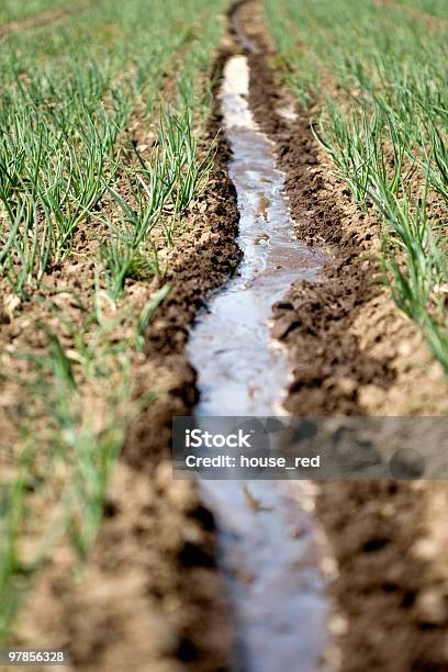 Foto de Irrigados Cebola Mudas e mais fotos de stock de Agricultura - Agricultura, Alimentação Saudável, Botão - Estágio de flora