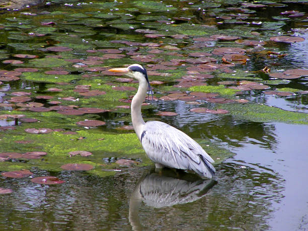istock Blue heron n a park in Kyoto 978563410