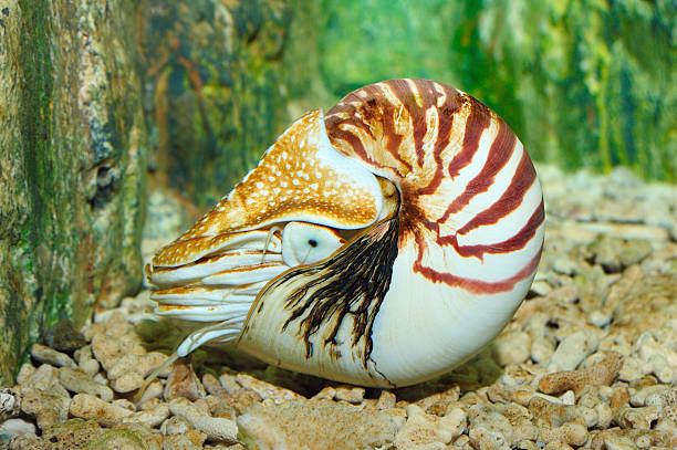 Chambered Nautilus (pompilius) underwater in a aquarium