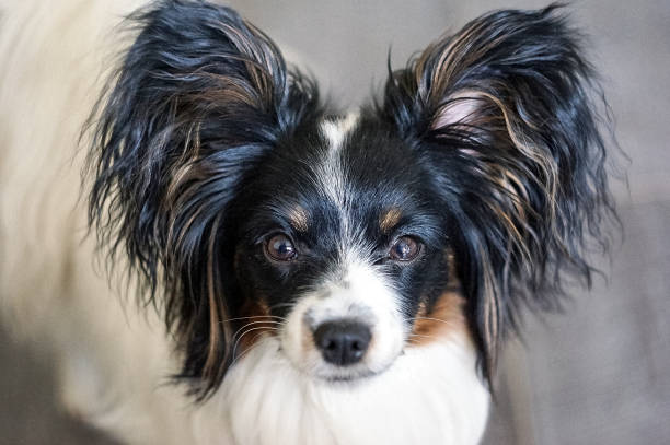 Portrait of a dog breed Papillon. Selective focus