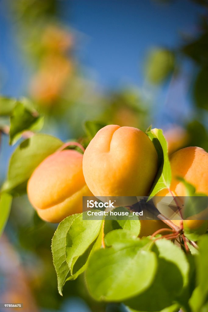 Fresh Fruit on the Tree  Agriculture Stock Photo