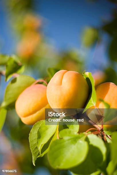 Fresh Fruit On The Tree Stock Photo - Download Image Now - Agriculture, Apricot, Apricot Tree