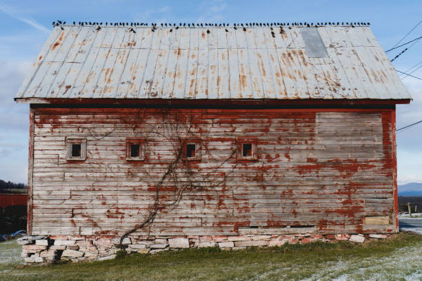 istock Birds Perched on the Roof of a Rustic Barn 978573846