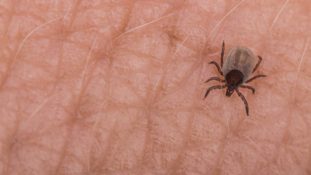 istock Small deer tick on human skin close-up. Ixodes ricinus 978575488