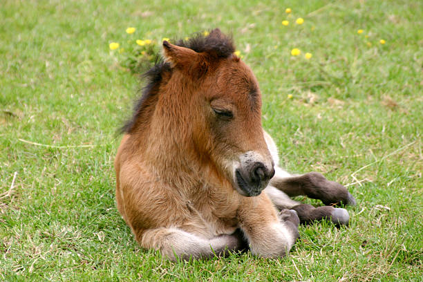 bébé cheval de trait - belgian horse photos et images de collection