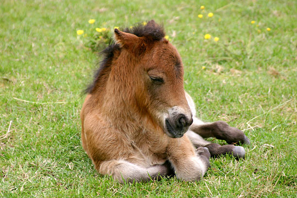 bebê cavalo de tração - belgian horse - fotografias e filmes do acervo
