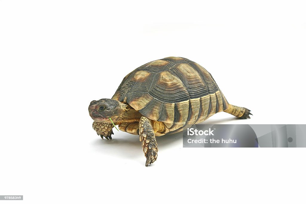 Turtle1 - Foto de stock de Dermoquélidos libre de derechos