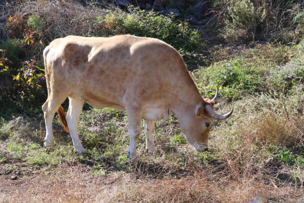 istock canary islands cow in nature 978584414