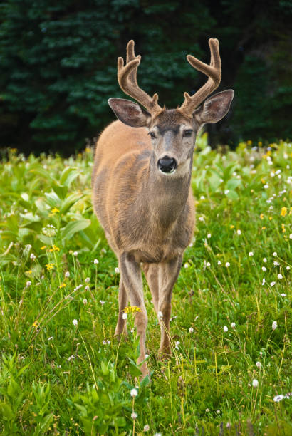 Large Blacktail Buck Walking Toward Camera The Blacktail Deer (Odocoileus hemionus) lives on the edge of the forest, as the dark interior lacks the underbrush and grasses the deer prefers as food, and completely open areas lack the hiding spots and cover it prefers for harsh weather. Deer are most often seen grazing in the early morning and evening when the temperature is cooler. This large blacktail buck was photographed on Hurricane Hill in Olympic National Park near Port Angeles, Washington State, USA. jeff goulden olympic national park stock pictures, royalty-free photos & images