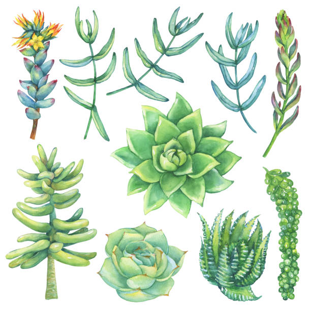 istock Set. Succulents collection. Watercolor hand drawn painting illustration isolated on white background. 978589020