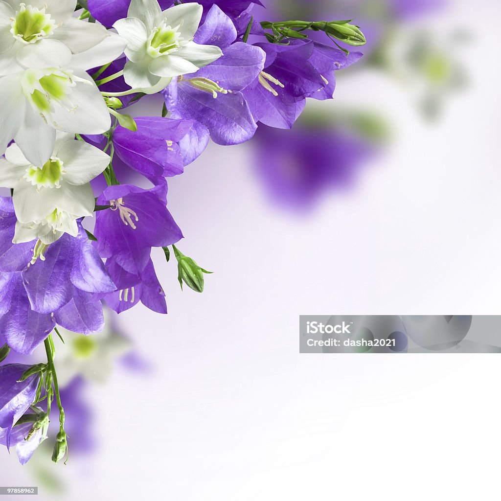 Close-up mixed white and purple flowers blue campanulas and white lily isolated over white Beauty Stock Photo