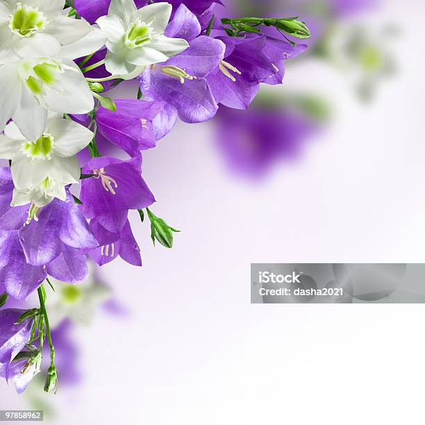 Closeup Mixed White And Purple Flowers Stock Photo - Download Image Now - Beauty, Beauty In Nature, Blue