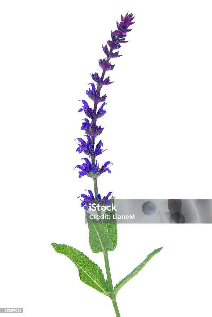 Salvia fiore isolato - Foto stock royalty-free di Fiore di salvia