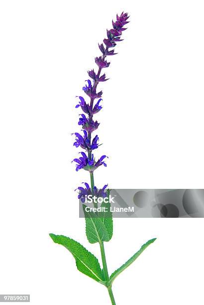 Salvia Fiore Isolato - Fotografie stock e altre immagini di Fiore di salvia - Fiore di salvia, Flora, Scontornabile