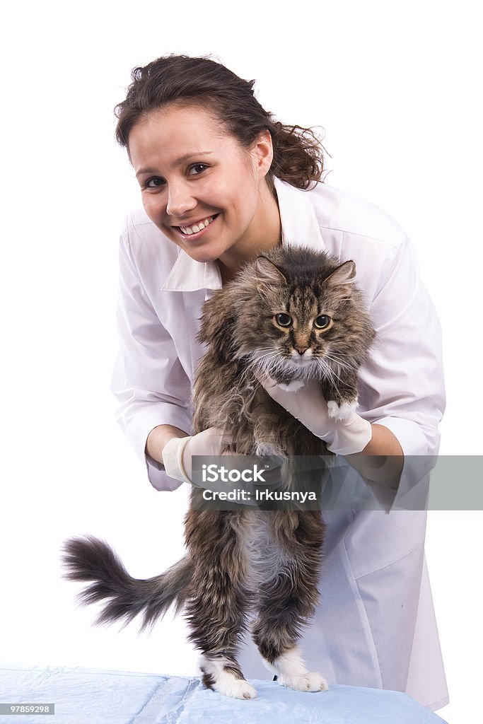 獣医が診察、猫 - 1人のロイヤリティフリーストックフォト