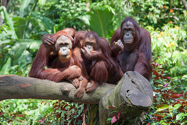 affen in der wildnis - orang utan fotos stock-fotos und bilder