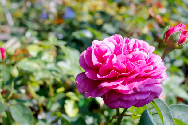 istock Rose : Planting, Growing, and Pruning Roses 978594142