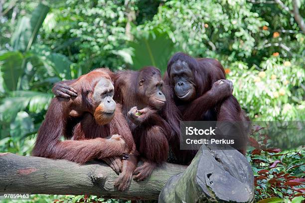 Macacos - Fotografias de stock e mais imagens de Ilha de Bornéu - Ilha de Bornéu, Orangotango, Animal Arbóreo