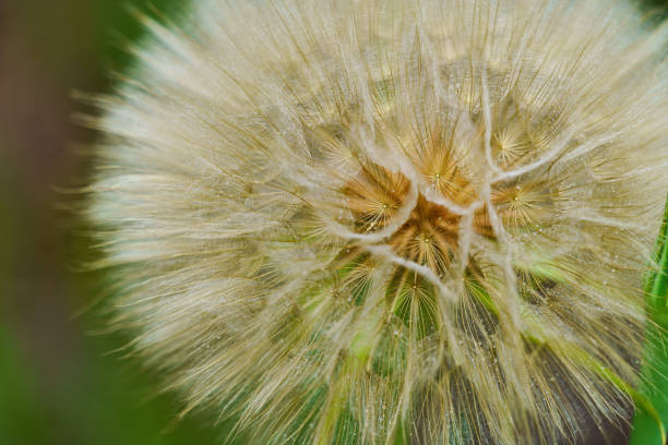 Flower Closeup Detail Blured Background