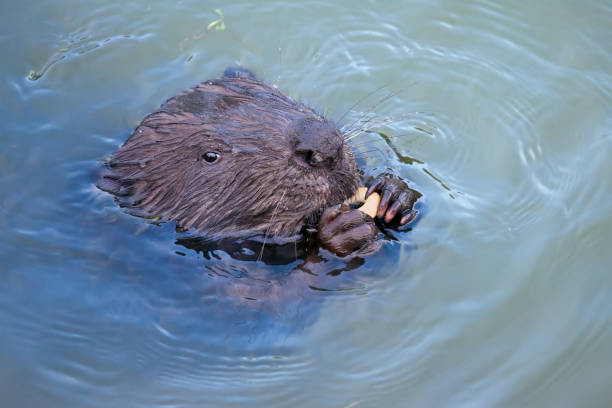 North American Beaver in the water eating the bark off of a twig, Castor canadensis, Yellowstone National Park, WY