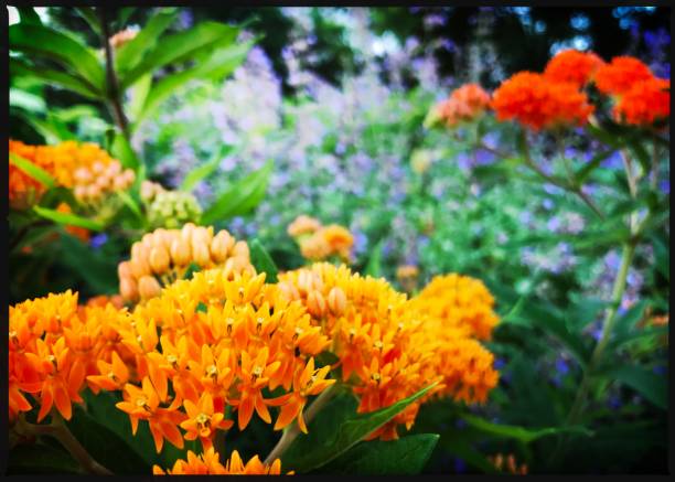 Flower garden in late Spring.  iPhone