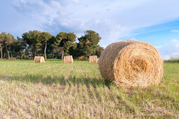 Spiral of hay in foreground with rustic background of field Various dry straw rollers in the foreground with blue sky in its background hay baler stock pictures, royalty-free photos & images