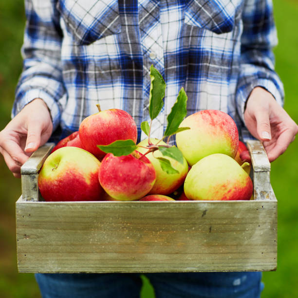 istock Woman picking apples in wooden crate 978603674