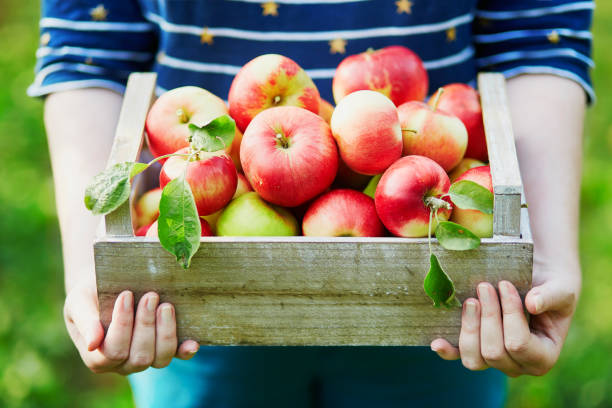 istock Woman picking apples in wooden crate 978603806