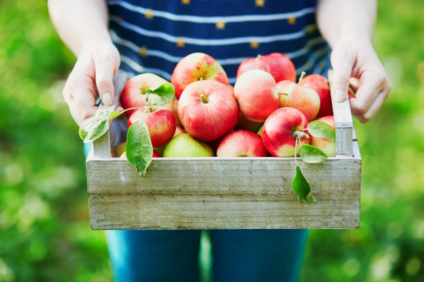 istock Woman picking apples in wooden crate 978603894