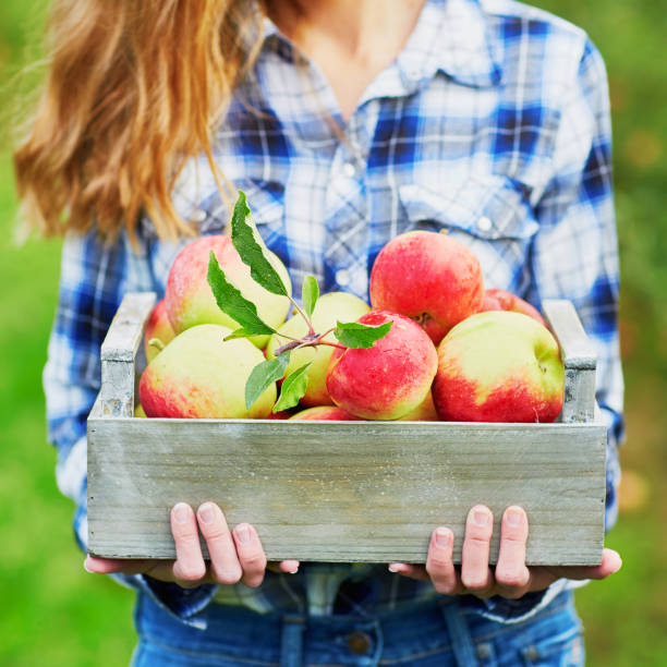 istock Woman picking apples in wooden crate 978603984