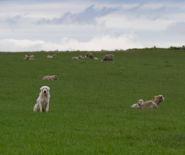 istock A Great Pryanees Dog Guarding Sheep 978604266
