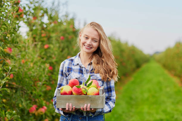 istock Woman picking apples in orchard or on farm 978604290