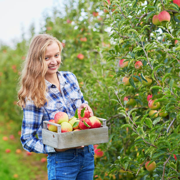 istock Woman picking apples in orchard or on farm 978604392
