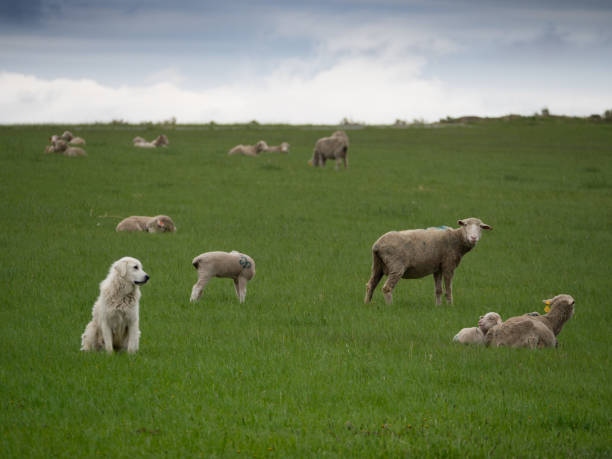 A Great Pryanees Dog Watching Sheep
