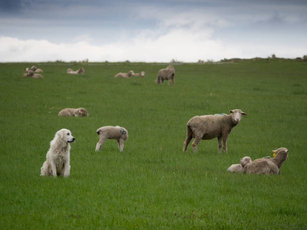 A Great Pryanees Dog Watching Sheep A Great Pryenees dog watching after a flock of sheep in a pasture with thick green grass. guard dog photos stock pictures, royalty-free photos & images