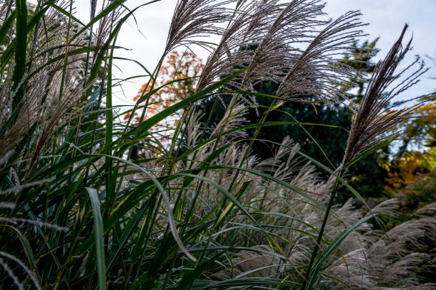 istock Autumn on Golden Coast 978610308