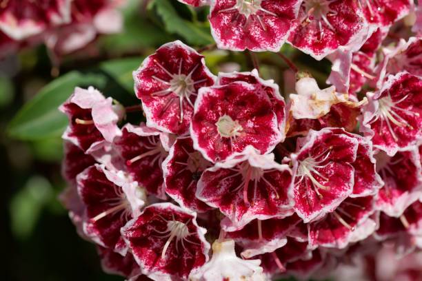 산 로렐 (kalmia latifolia) - 산 월계수 뉴스 사진 이미지