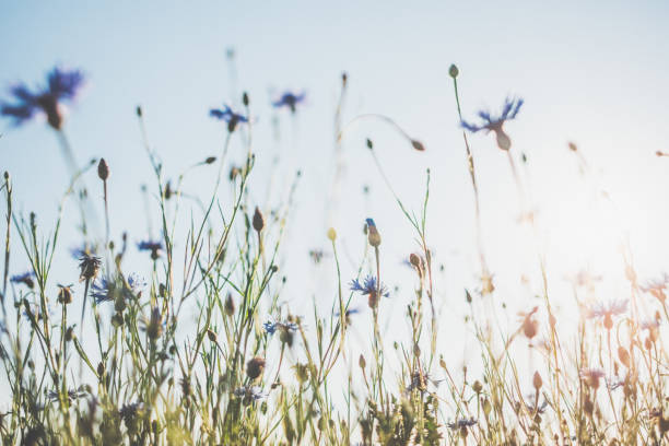 istock Cornflower in beautiful sunset against the dusk 978611342