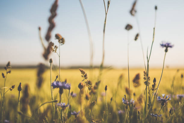istock Cornflower in beautiful sunset against the dusk 978611418