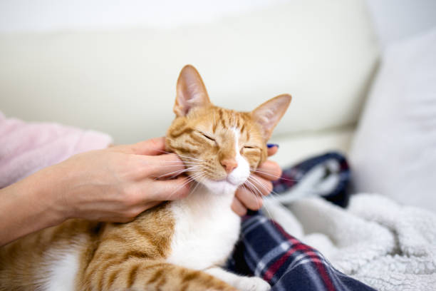 istock Woman with cat at home 978614056