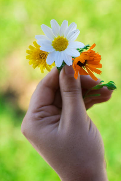 istock hand holding colorful flowers, against green bokeh background 978614604