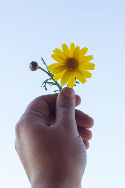 istock hand holding a yellow flower, against white background 978614612