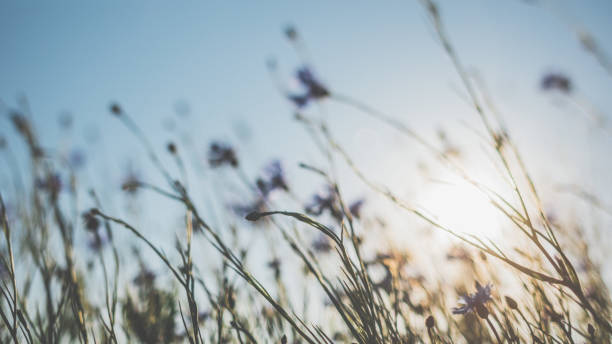 istock Cornflower in beautiful sunset against the dusk 978615220