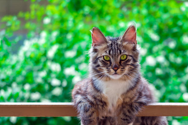 istock Beautiful fluffy cat sitting on the railing and looking at the camera. 978615378