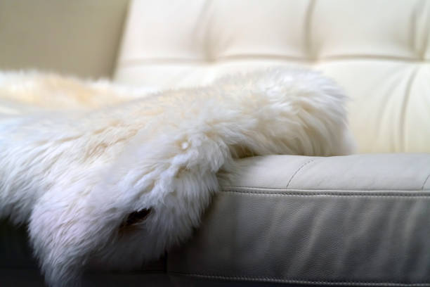 Sheepskin lies on a white leather sofa, cozy light interior