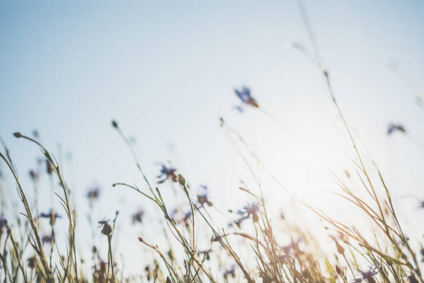 istock Cornflower in beautiful sunset against the dusk 978618780