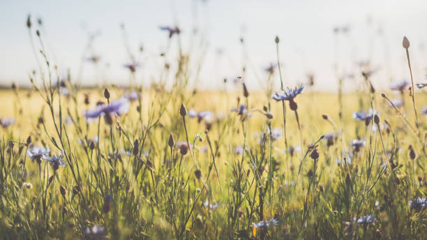 istock Cornflower in beautiful sunset against the dusk 978621096